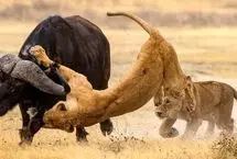 لگد سنگین بوفالو به سینه شیر ماده