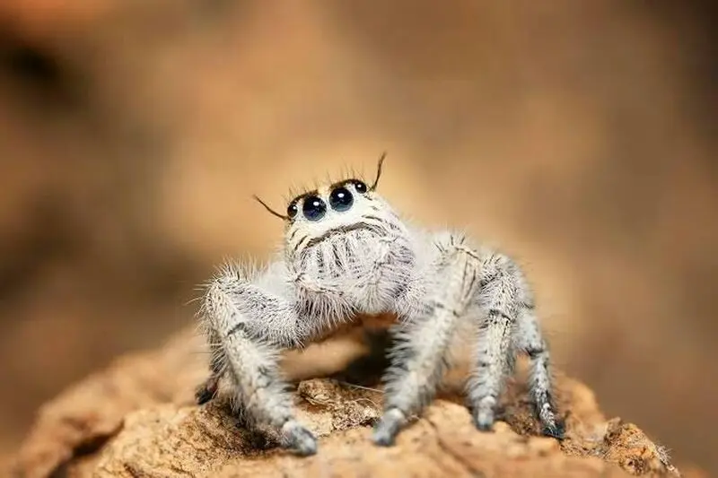 عنکبوت