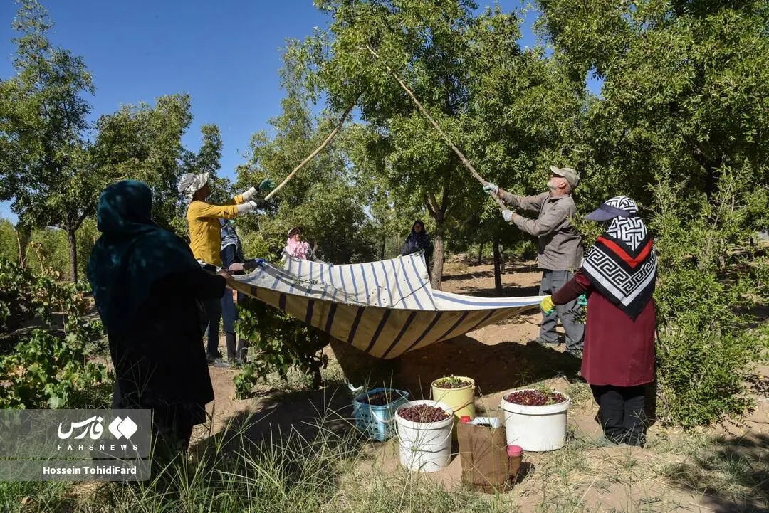 گالری