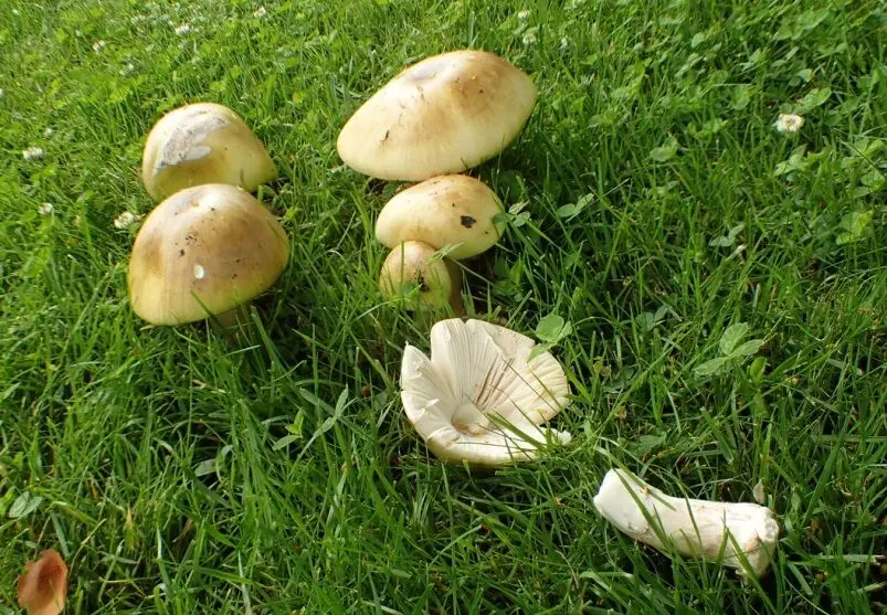 مرگ تلخ ۴ عضو یک خانواده سمنانی به خاطر خوردن قارچ سمی
