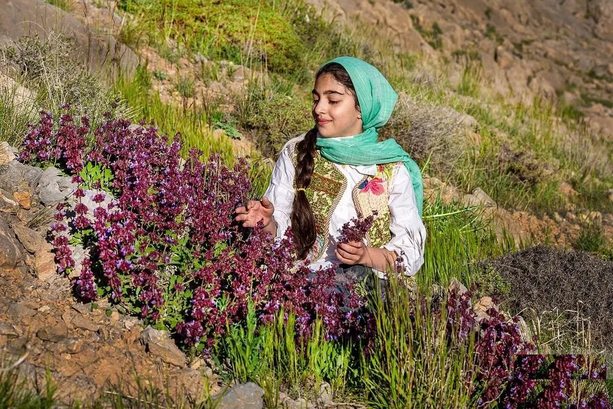 تصاویر؛ برداشت گیاهان دارویی در ارتفاعات چهارمحال و بختیاری