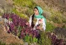 تصاویر؛ برداشت گیاهان دارویی در ارتفاعات چهارمحال و بختیاری