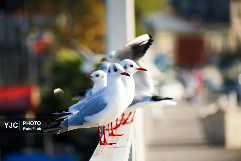 تصاویر؛ کاکایی‌ها؛ تماشایی‌ترین رفت‌وآمد زمستانی انزلی 8