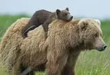 نشستن خرس مادر روی صندلی هنگام شیر دادن به توله‌اش