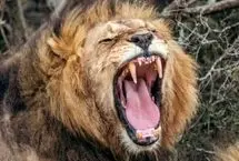 هوش مصنوعی نوع جدیدی از غرش شیرها را کشف کرد