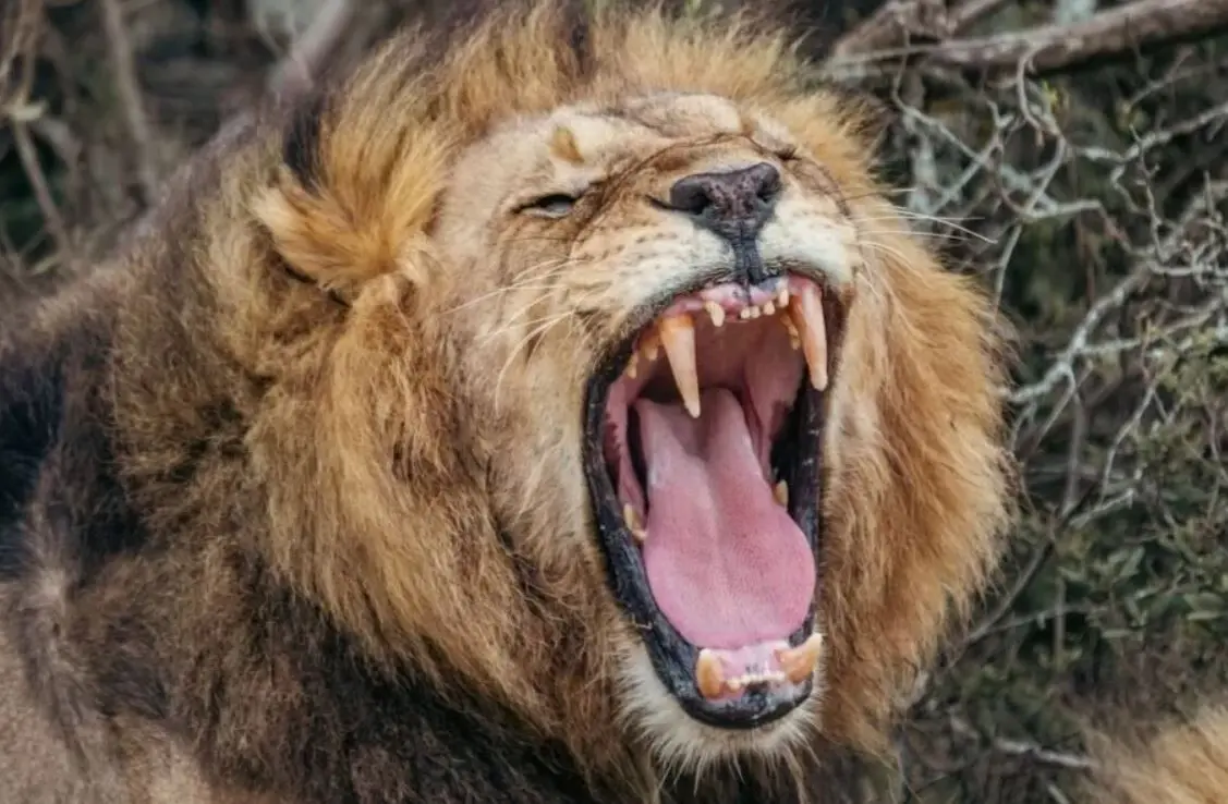 هوش مصنوعی نوع جدیدی از غرش شیرها را کشف کرد