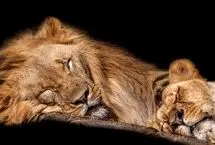 خواب عمیق شیر ماده تا یک قدمی له شدن زیر پای فیل‌ها