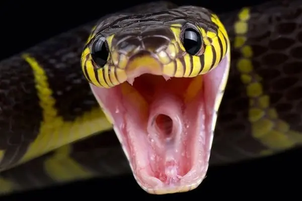 چگونه مارها موقع بلعیدن طعمه‌های بزرگ خفه نمی‌شوند؟