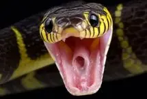 چگونه مارها موقع بلعیدن طعمه‌های بزرگ خفه نمی‌شوند؟