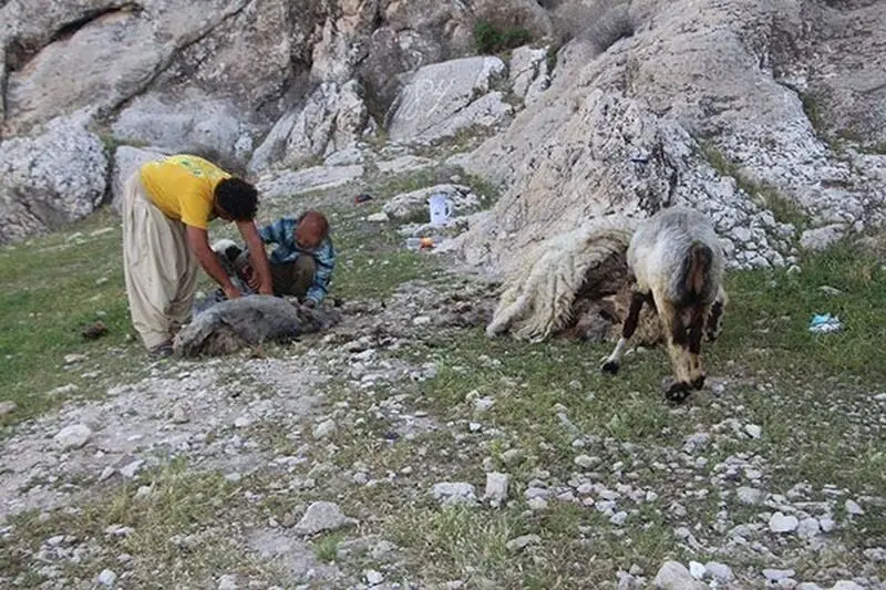 پشم چینی