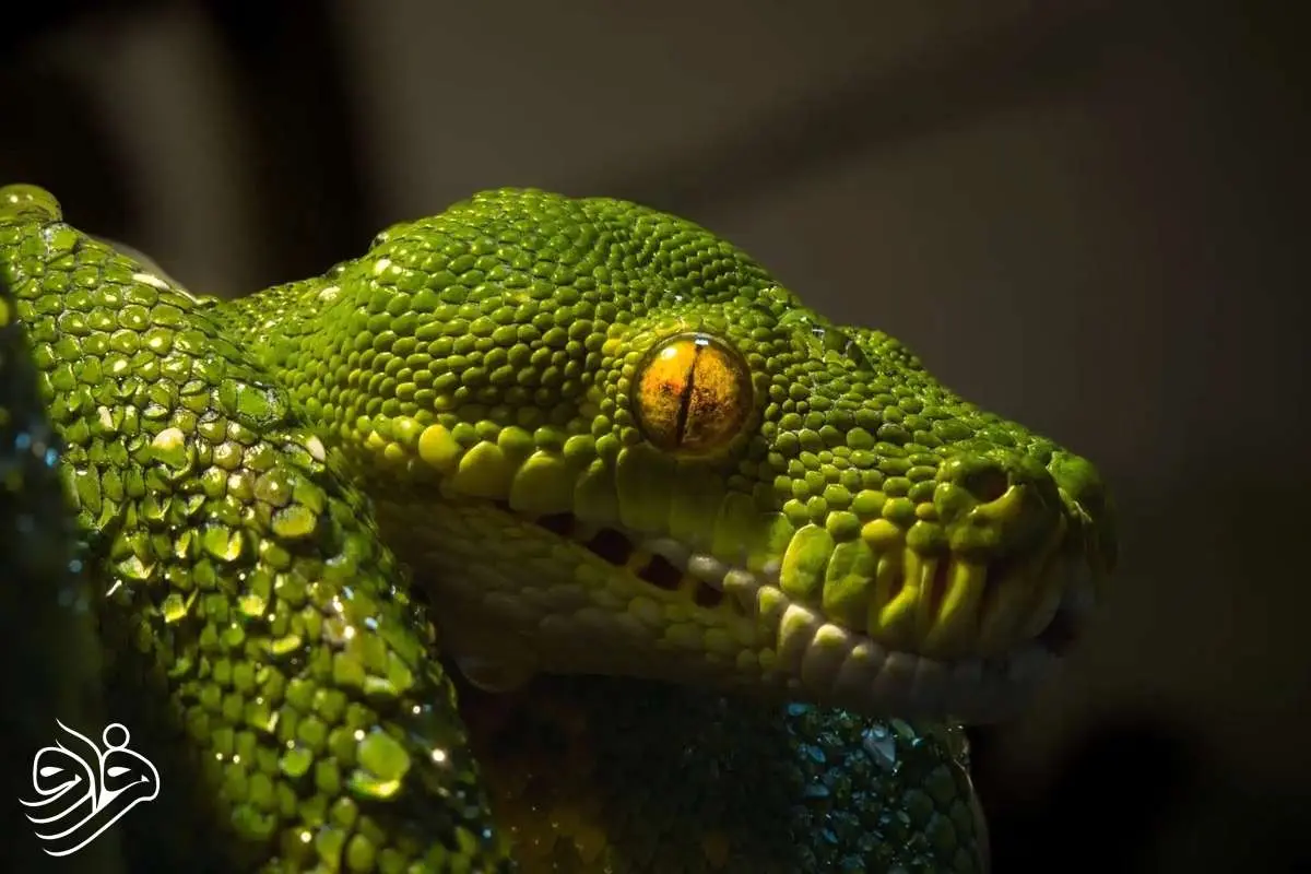 کشف فسیل ۱۶۷ میلیون ساله که هم مار است و هم مارمولک!