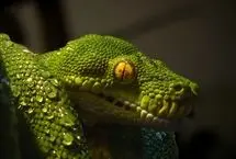 کشف فسیل ۱۶۷ میلیون ساله که هم مار است و هم مارمولک!