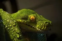 کشف فسیل ۱۶۷ میلیون ساله که هم مار است و هم مارمولک!