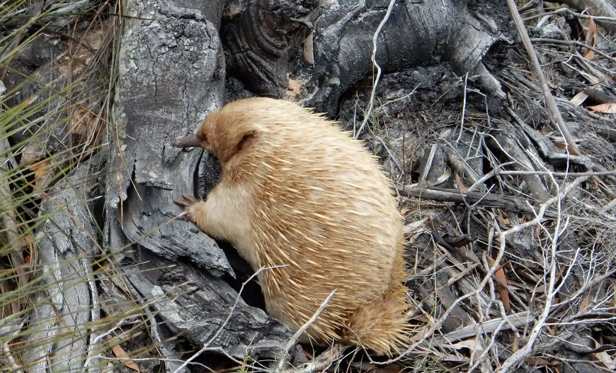 کشف پستاندار عجیبی که مثل پرنده تخم می‌گذارد!