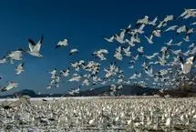 راز پرواز هماهنگ غازهای برفی