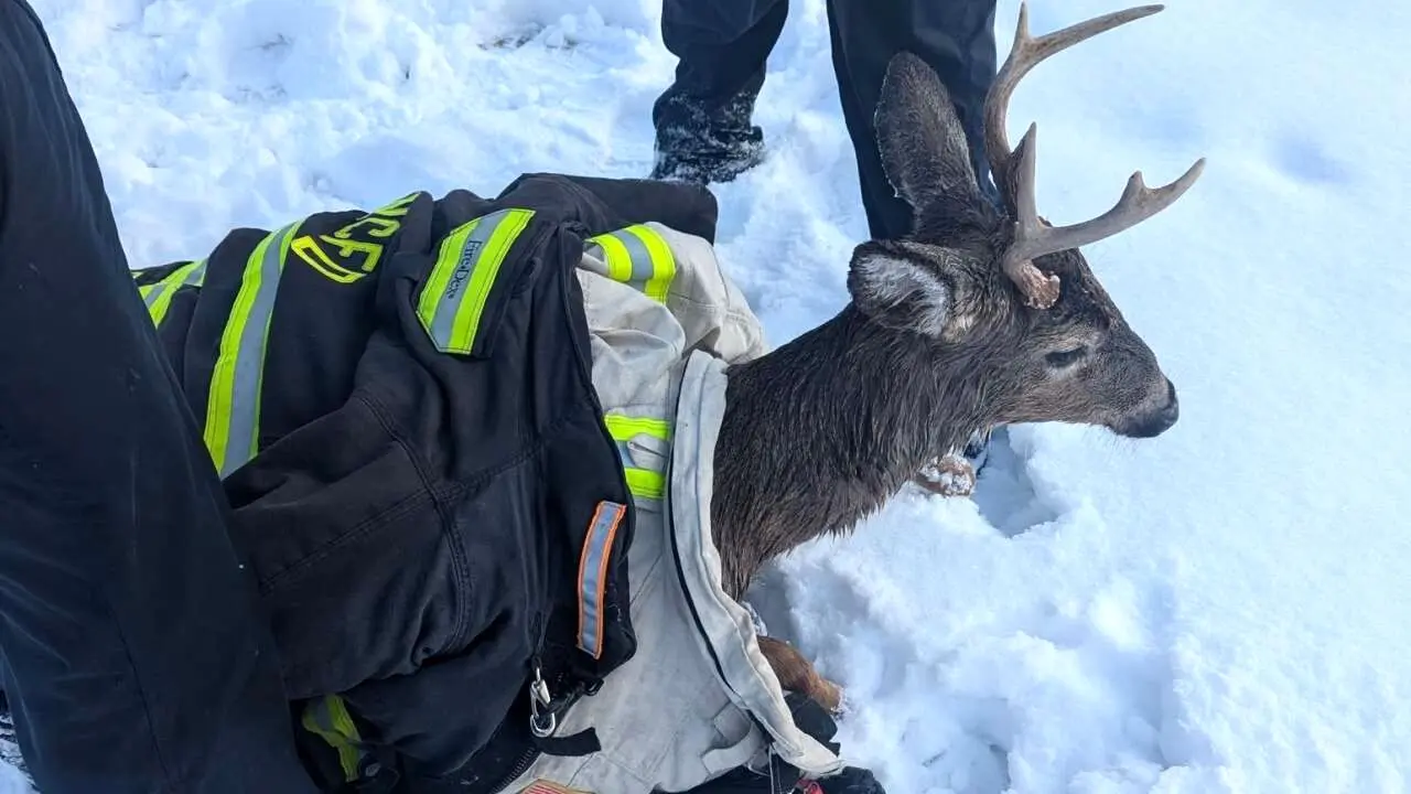 نجات گوزن گیر افتاده در دریاچه یخ‌زده