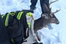 نجات گوزن گیر افتاده در دریاچه یخ‌زده