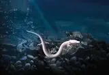 زندگی مرموز «اژدهایان کوچک» در دل غار

