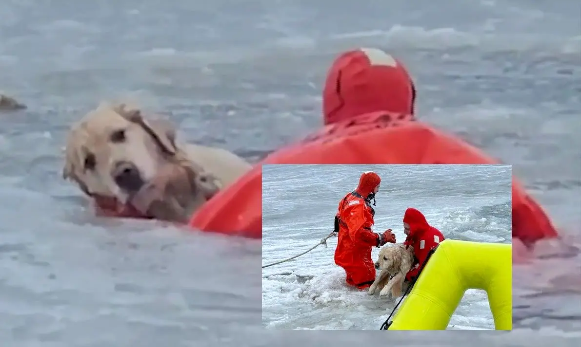 نجات یک سگ سقوط کرده در رودخانه یخ‌زده

