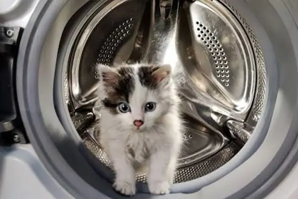 نجات معجزه‌آسای گربه از داخل ماشین لباسشویی 