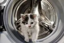 نجات معجزه‌آسای گربه از داخل ماشین لباسشویی 