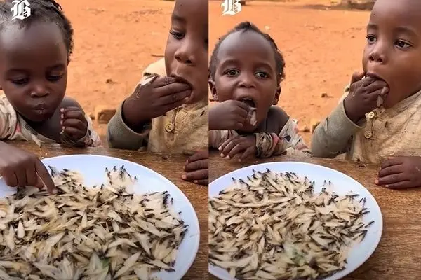 ویدیویی تکان‌دهنده از اوگاندا؛ کودکان از شدت گرسنگی موریانه زنده می‌خورند