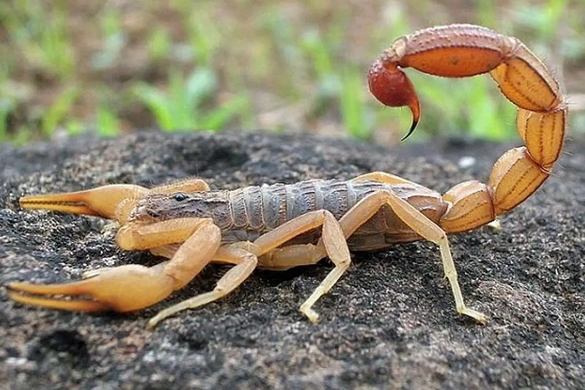 ماجرای تلخ فوت کودک ۶ ساله با نیش عقرب