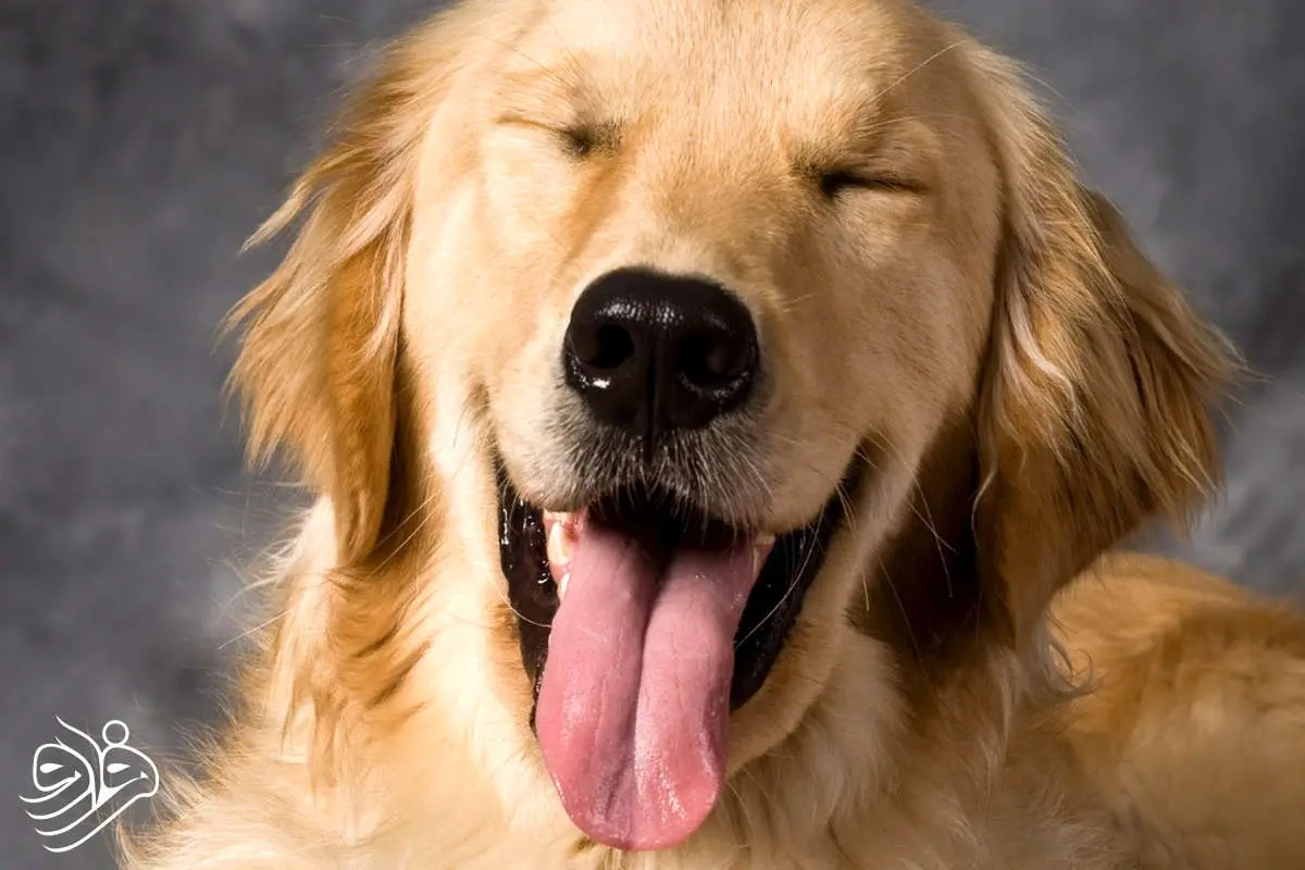 شباهت ژنتیکی عجیب انسان و سگ گلدن رتریور!