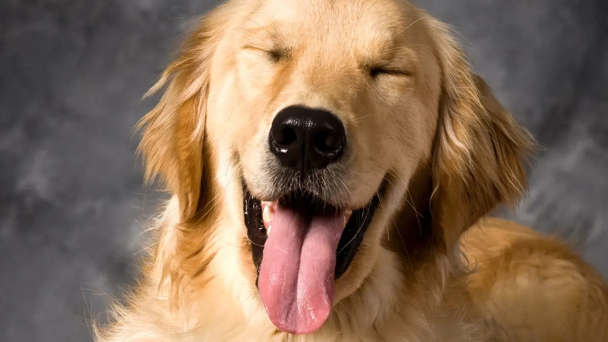 شباهت ژنتیکی عجیب انسان و سگ گلدن رتریور!