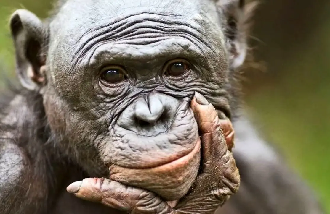 میمون‌ها مانند انسان‌ها توانایی تخیل دارند