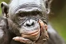 میمون‌ها مانند انسان‌ها توانایی تخیل دارند