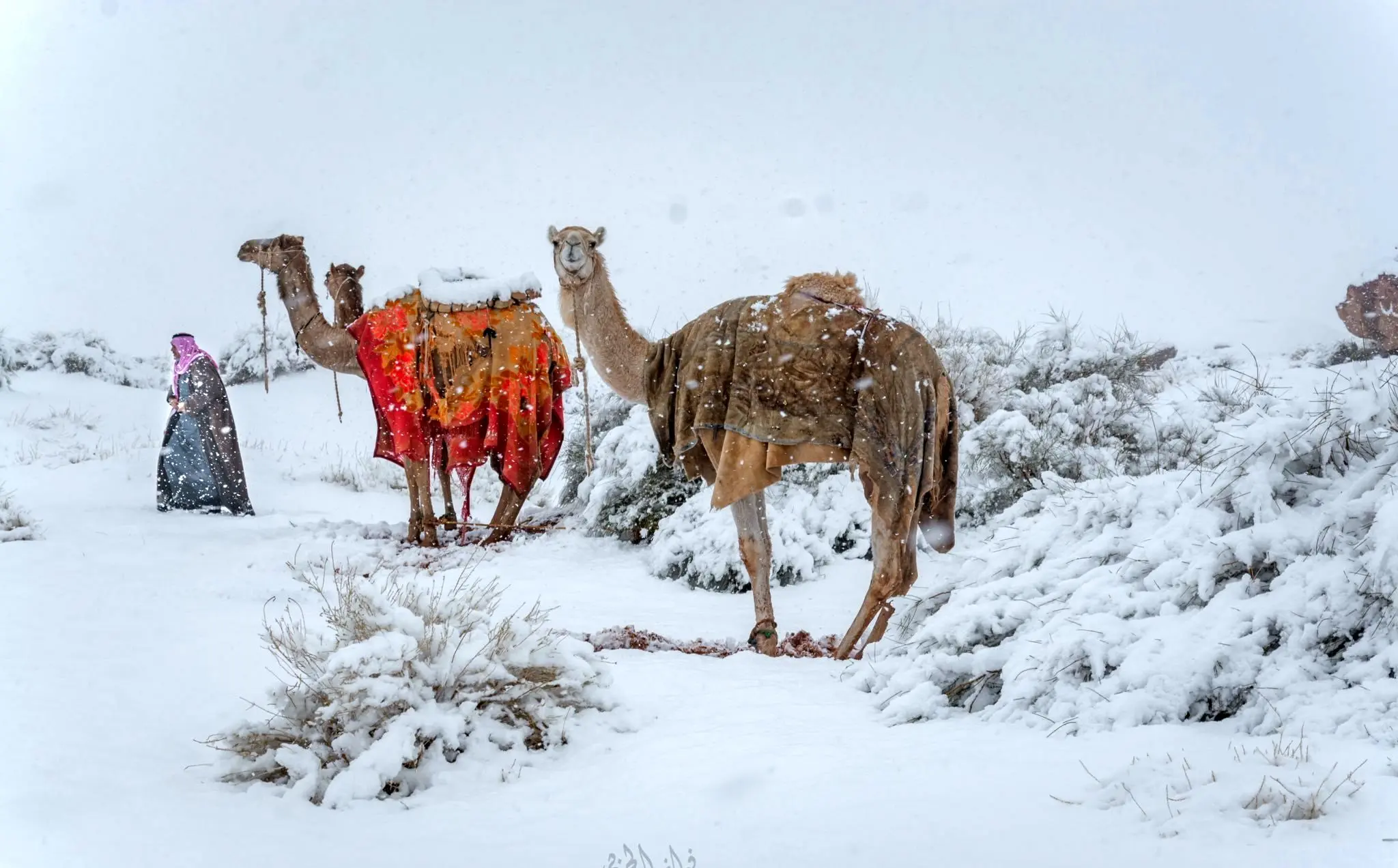 تبوک عربستان سفیدپوش شد