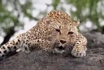 غرش اره‌مانند پلنگ ماده!