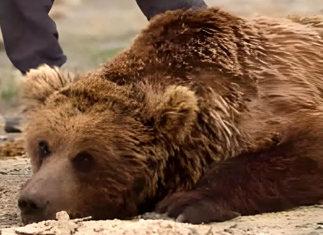 بازگشت نادرترین خرس جهان پس از سال‌ها غیبت