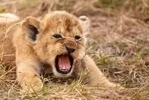 صحنه‌ای تلخ از واقعیت بی‌رحم حیات وحش