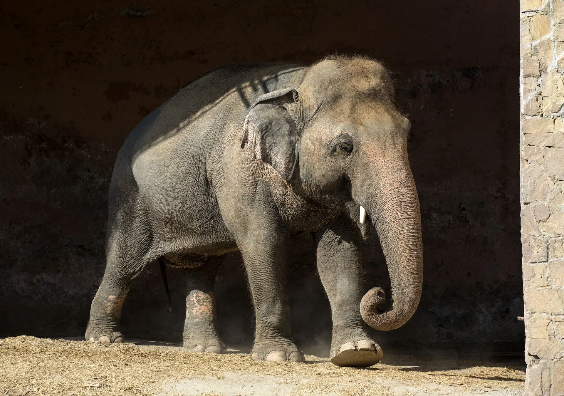 ببینید؛ نجات فیل زخمی از تله‌ای فلزی پس از ماه‌ها رنج