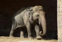 ببینید؛ نجات فیل زخمی از تله‌ای فلزی پس از ماه‌ها رنج