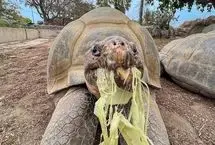 مرگ لاک‌پشت دوست‌داشتنی در ۱۴۱ سالگی