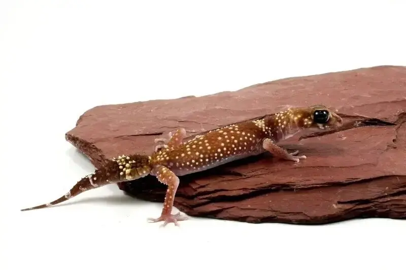 مارمولک