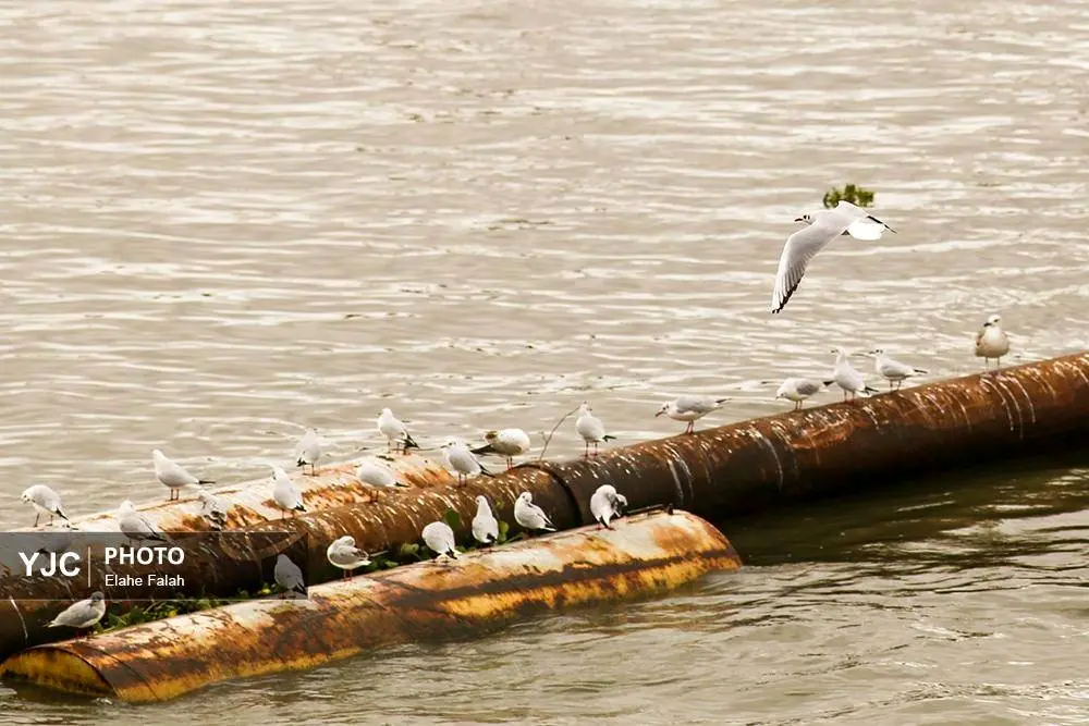 تصاویر؛ کاکایی‌ها؛ تماشایی‌ترین رفت‌وآمد زمستانی انزلی 24