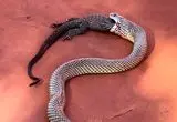 رقابت بی‌رحمانه برای بقا؛ مار مولگا یک سوسمار خالدار را بلعید