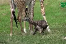 نخستین گام‌های لرزان یک بچه زرافه