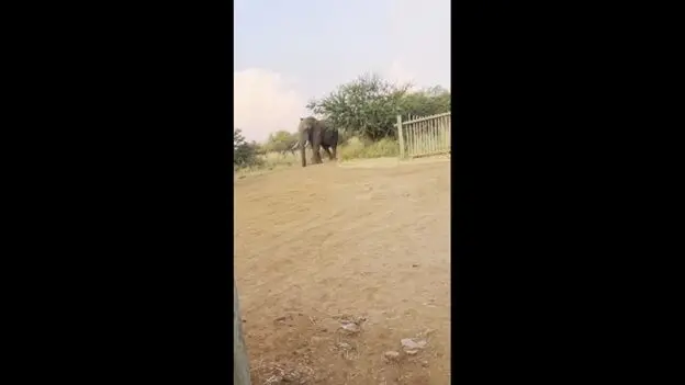 فیل عصبانی کامیون پر از گردشگر را دوبار از زمین بلند کرد!
