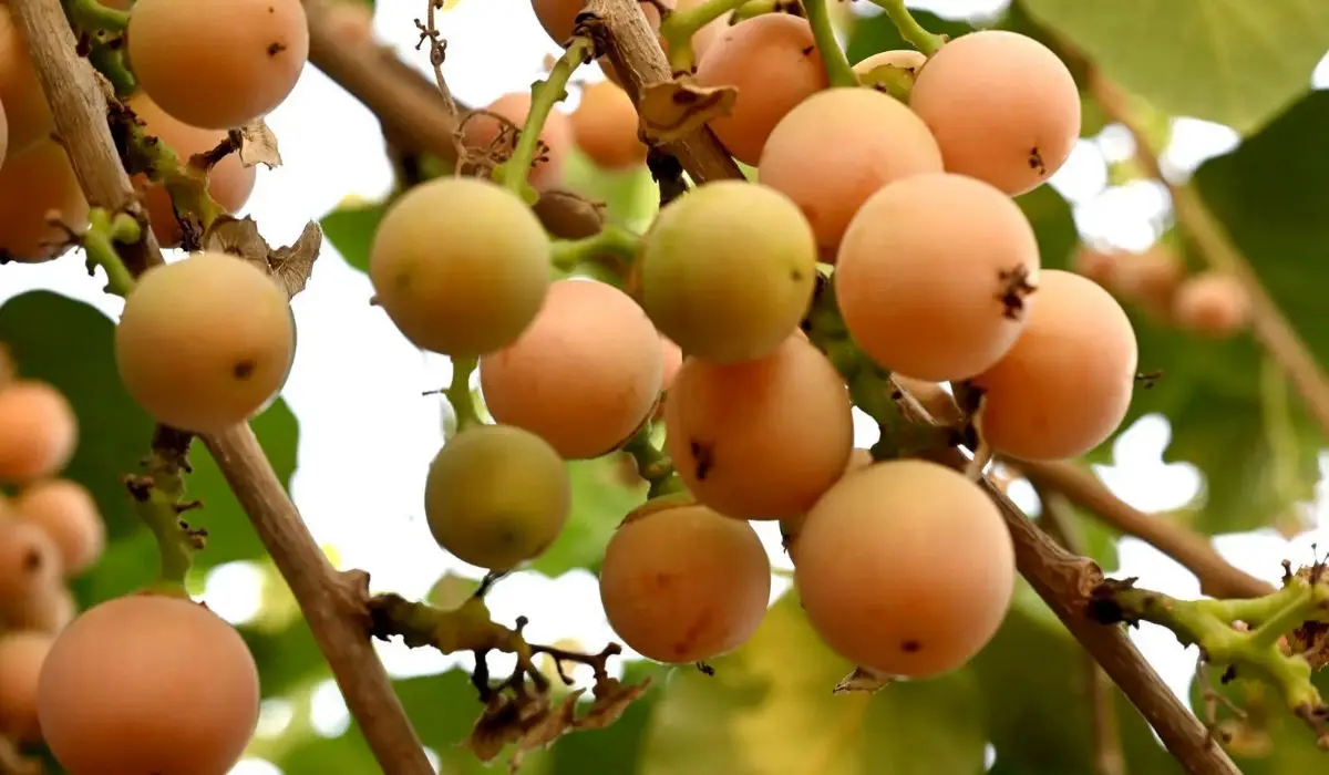 میوه ای که جایگزین طبیعی دیفن هیدرامین است