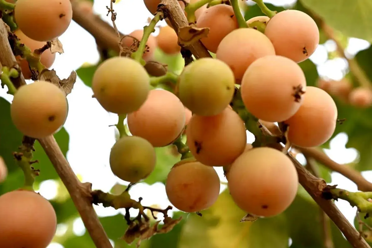 میوه ای که جایگزین طبیعی دیفن هیدرامین است