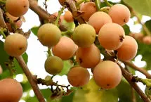 میوه ای که جایگزین طبیعی دیفن هیدرامین است