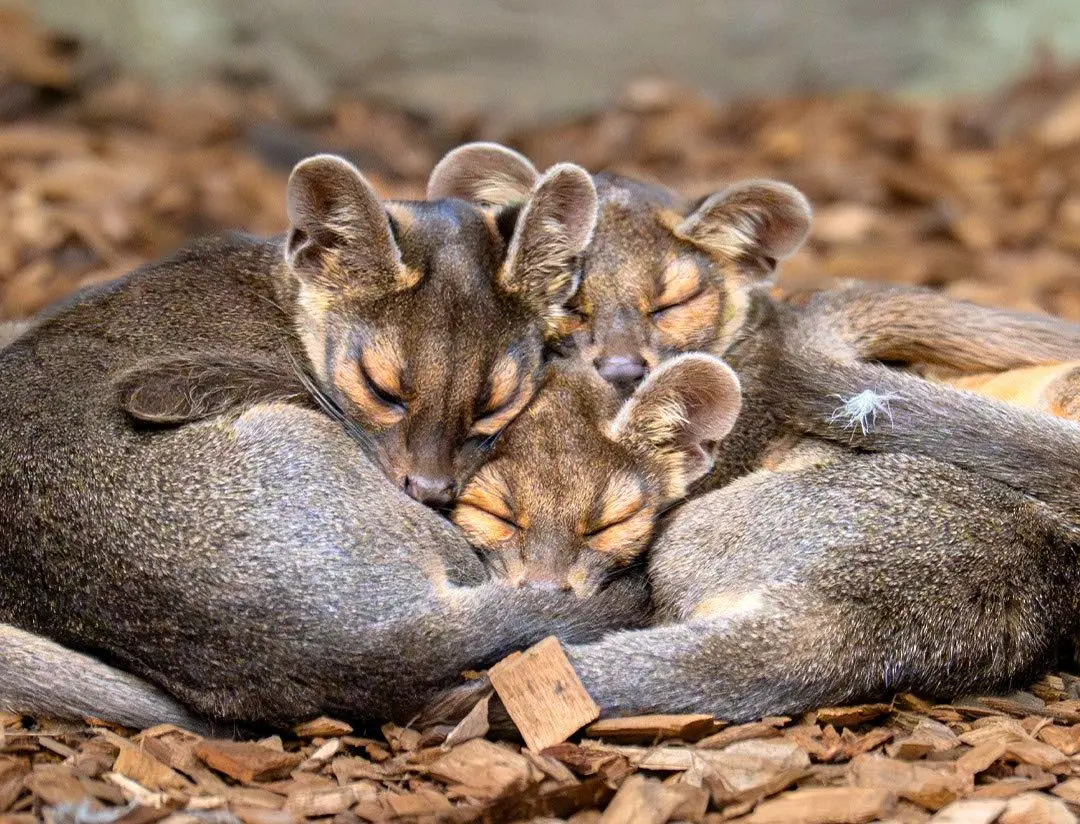 تولد چهار فوسای کمیاب در باغ‌وحش چستر