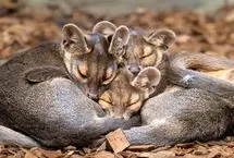 تولد چهار فوسای کمیاب در باغ‌وحش چستر