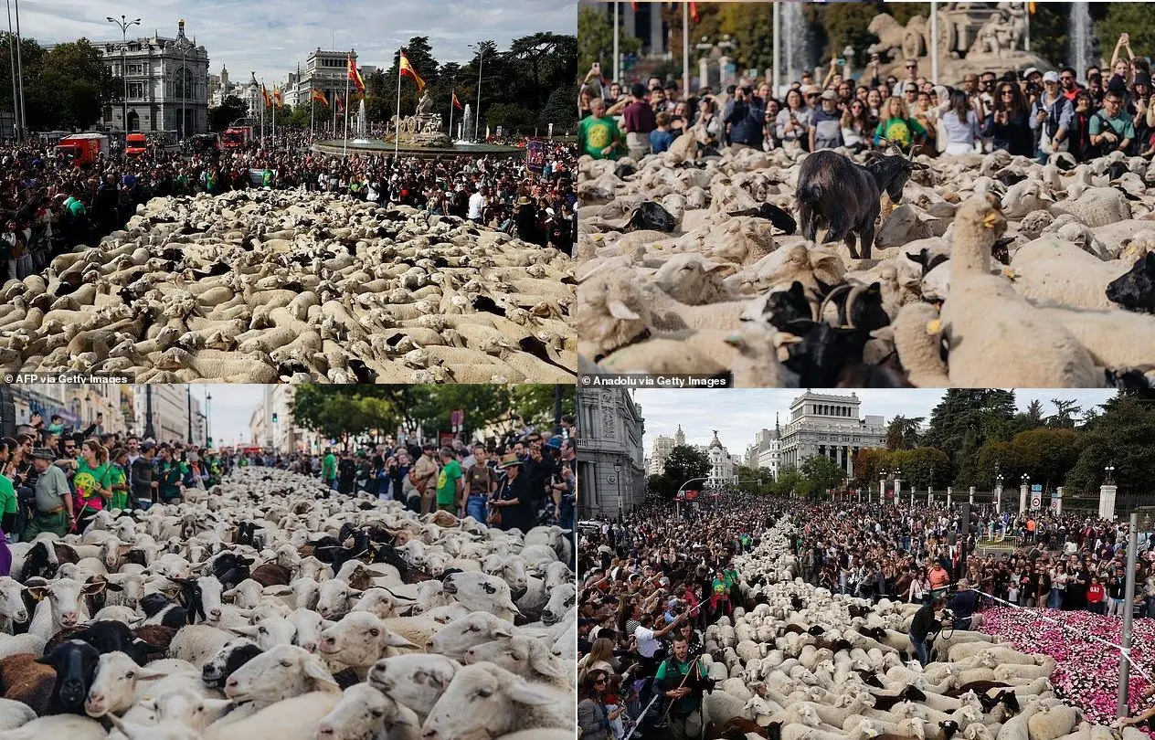 آواز گوسفندان در مادرید جای بوق خودروها را گرفت