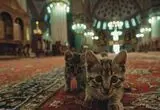 حضور غیرمنتظره گربه باردار در میان نمازگزاران مسجد